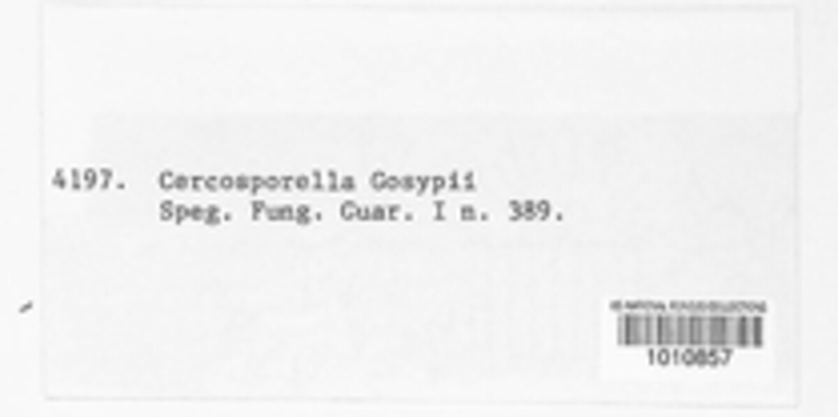 Ramularia gossypii image